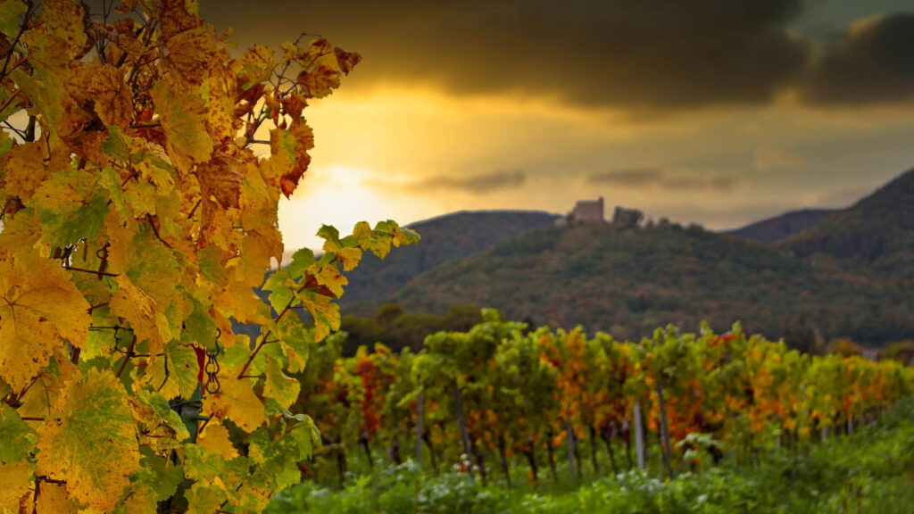 vineyard in autumn in rhineland palatinate 1670838522 1